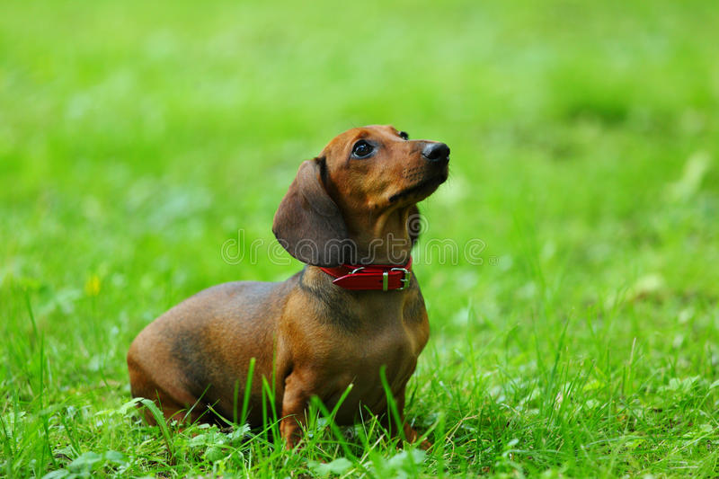 Sausage Dog / Dachshund dog breed