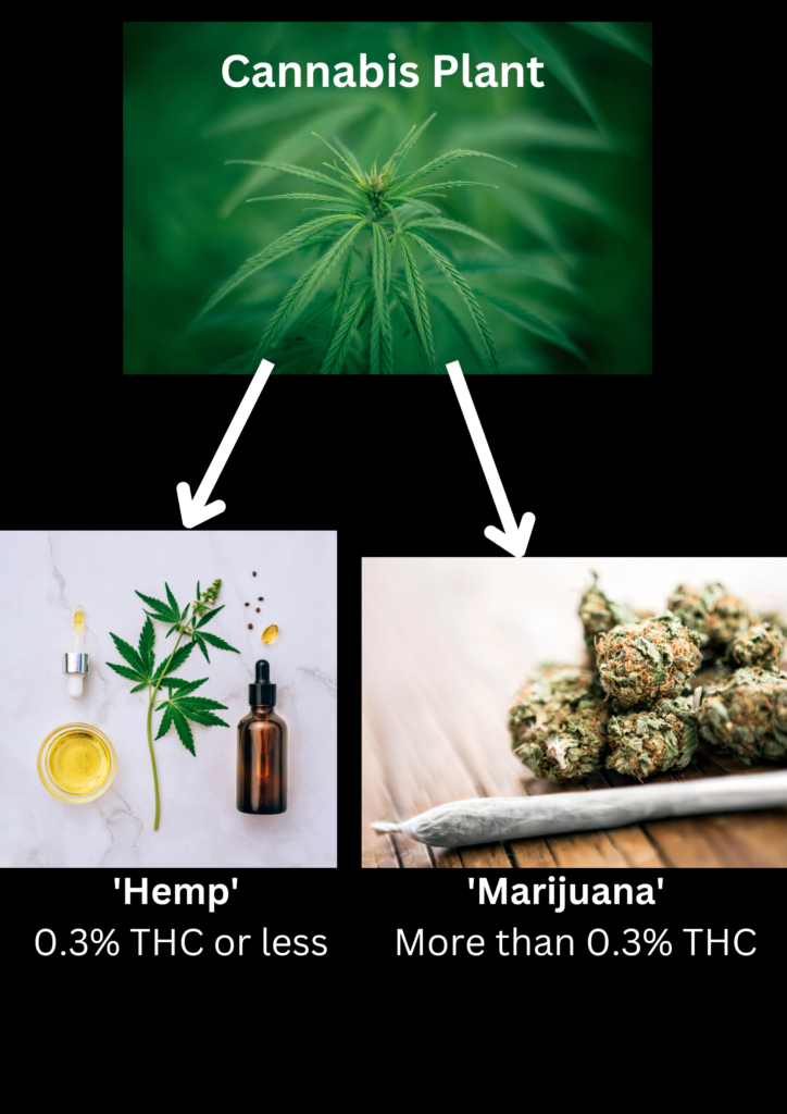 diagram showing difference between hemp and marijuana cannabis plants