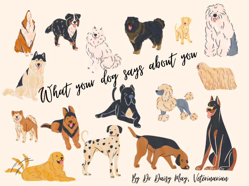 What Your Dog Breed Says About You