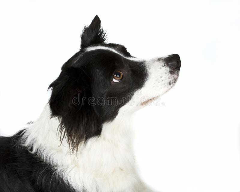 Border Collie dog breed