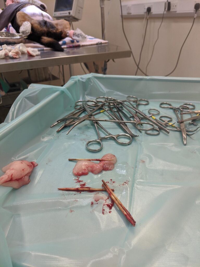 Cocktail sticks recovered from dog's stomach at surgery