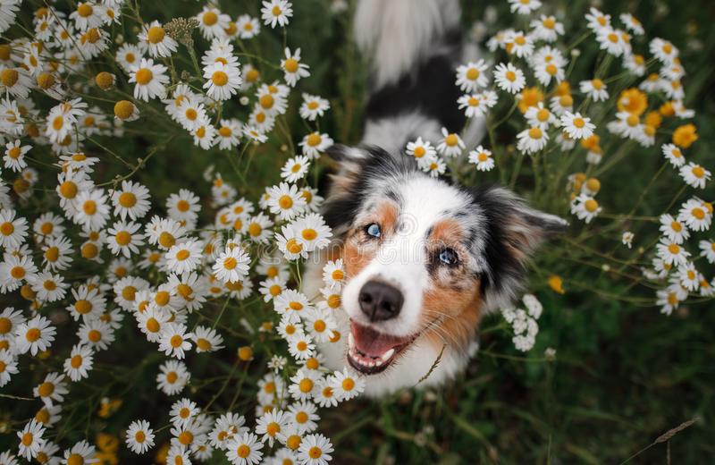 dog in a field with flowers and grass