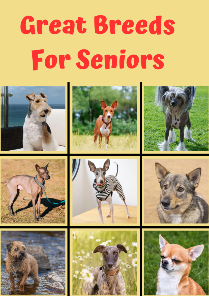 great dog breeds for seniors, including basenji, border terrier, chihuahua, Chinese crested, Italian greyhound, Mexican hairless dog