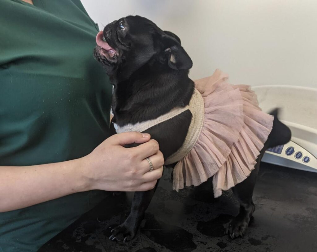 pug dog in a dress