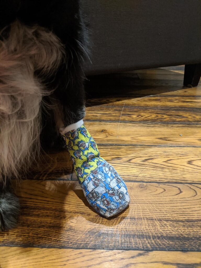 dog with injured paw