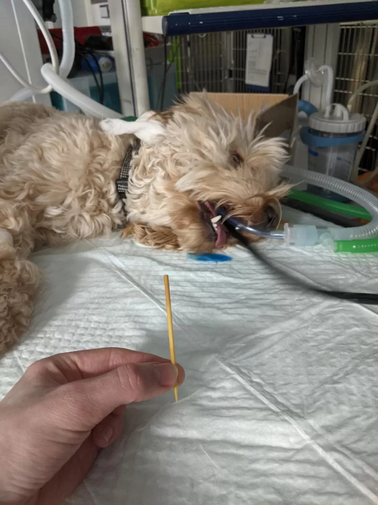 cocktail stick removed from the stomach of an anaesthetised dog using endoscopy 