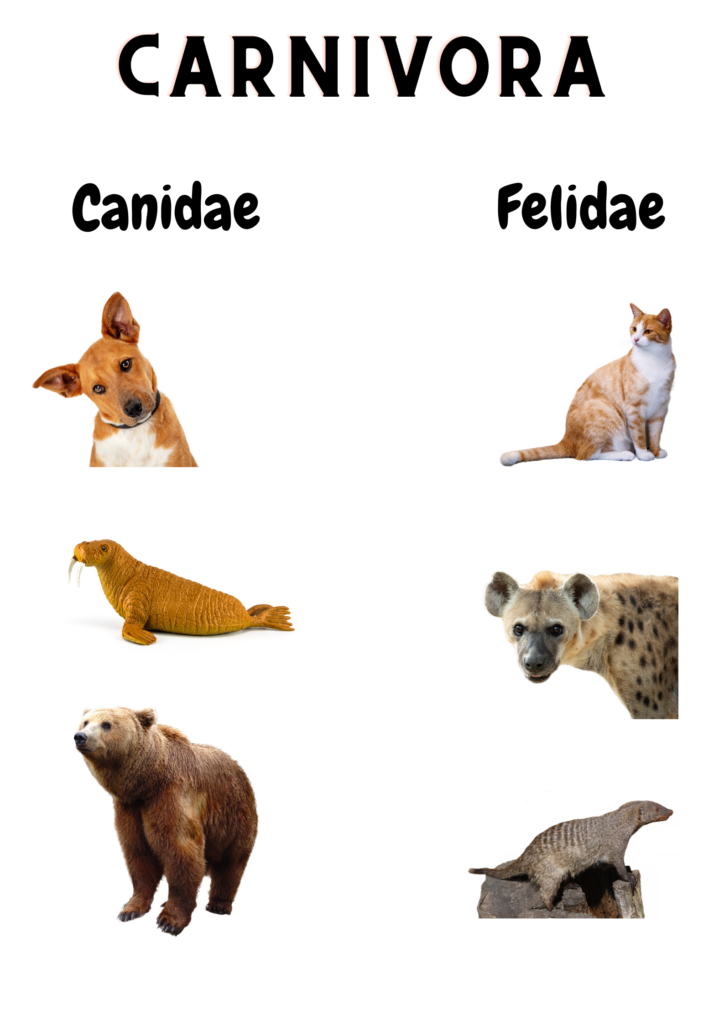 canidae and Felidae both belong wo Carnivora