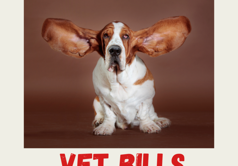 ear infection vet bills explained