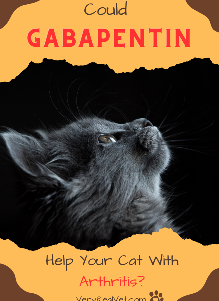 could gabapentin help your cat with arthritis