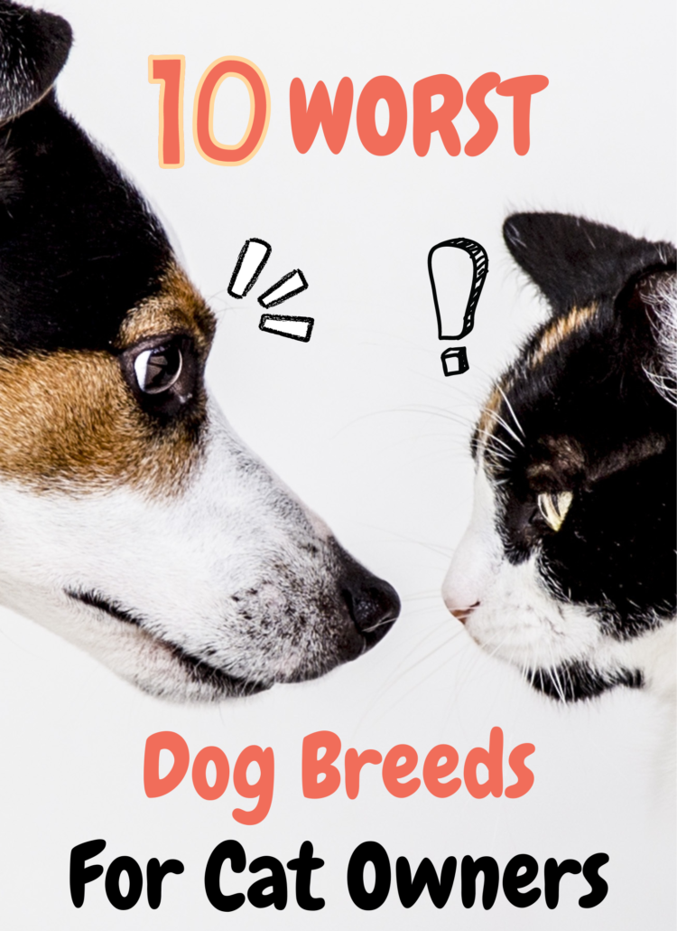 10 worst dog breeds for cat owners