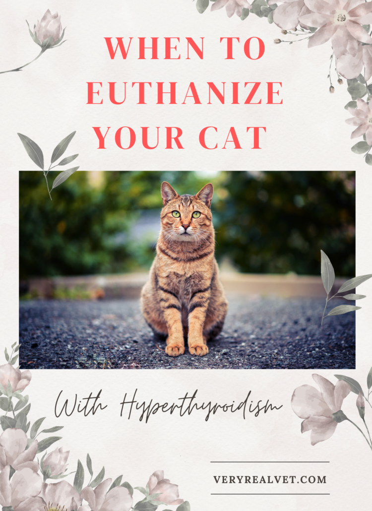 when to euthanise your cat with hyperthyroidism