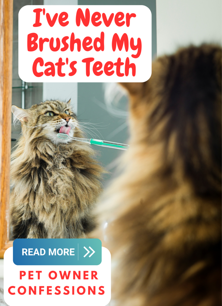 I've Never Brushed My Cat's Teeth