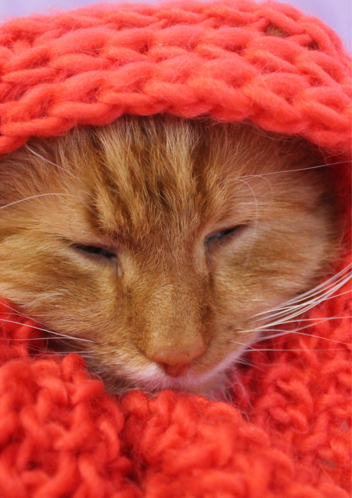 warm cosy cat