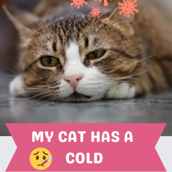 my cat has a cold