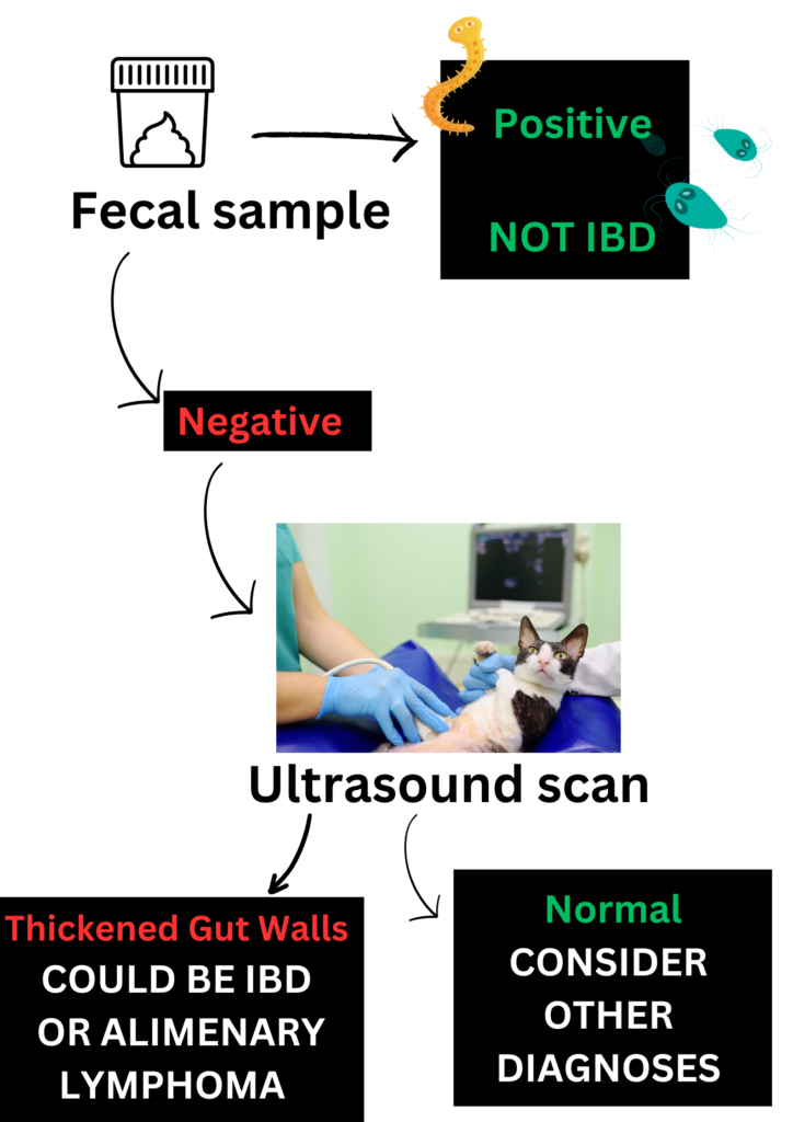 cat IBD diagnosis