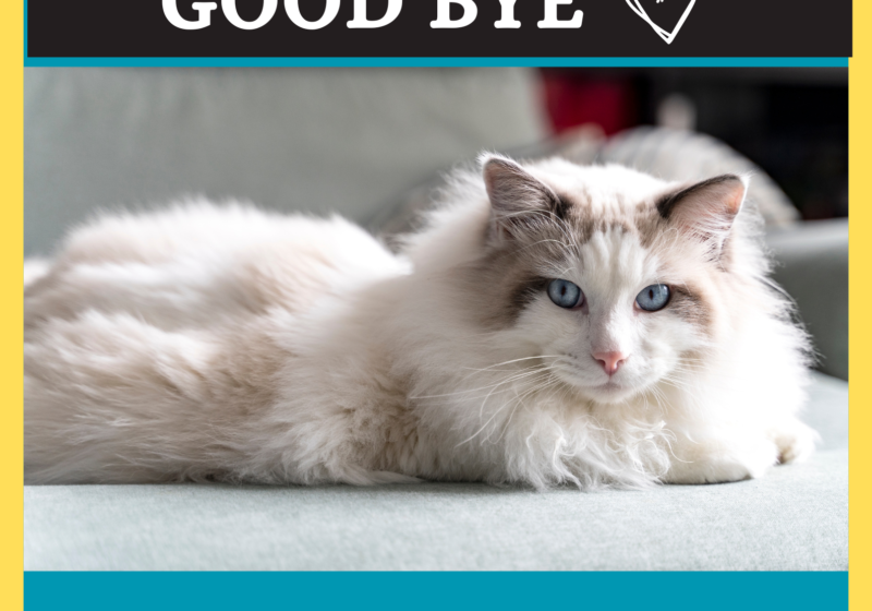 when to say goodbye IBD cats