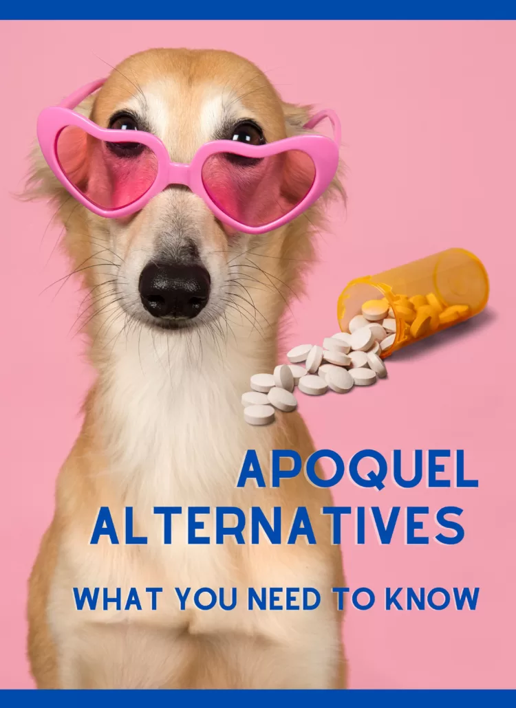 Apoquel alternatives for dogs
