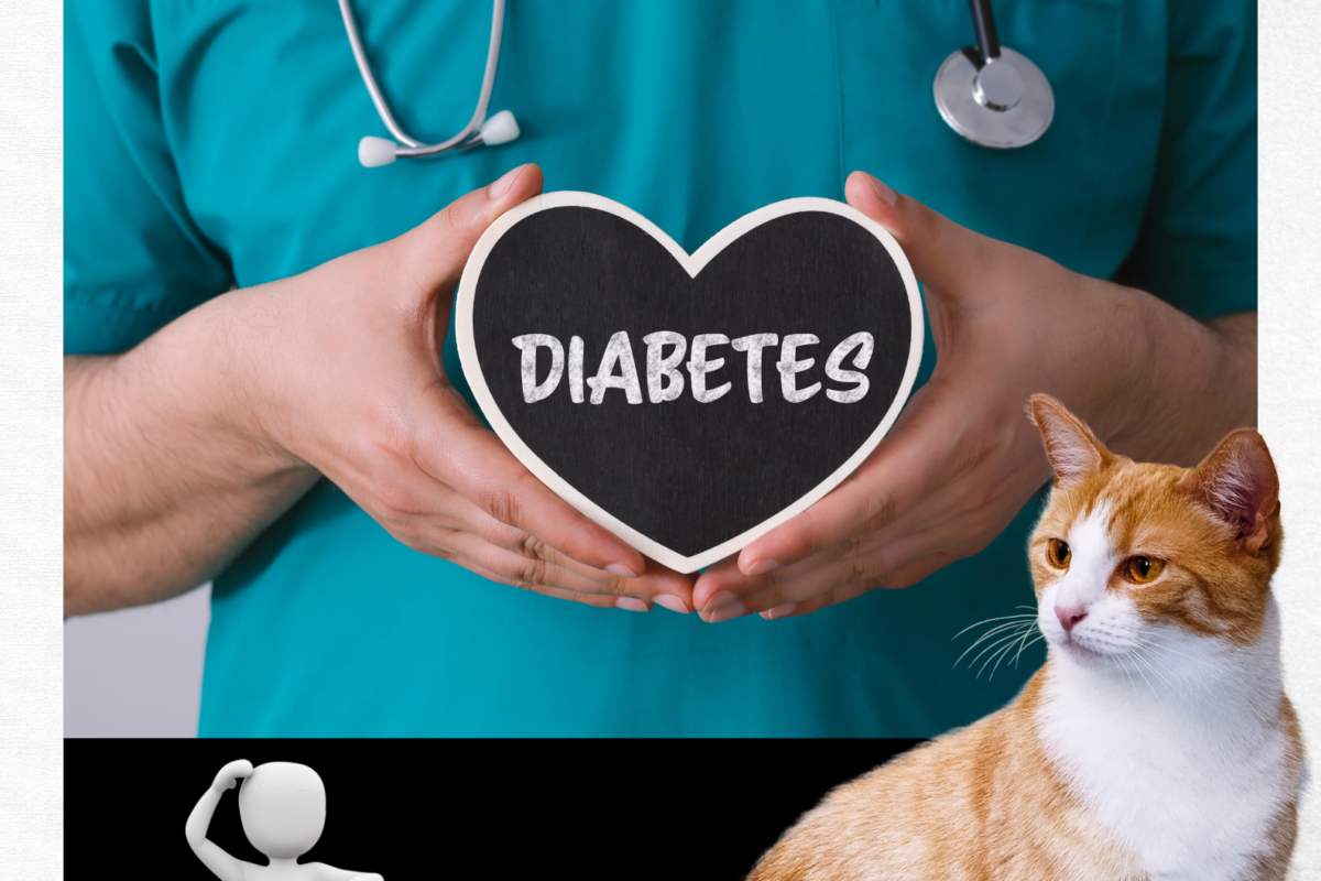 Should I euthanize my cat with diabetes?